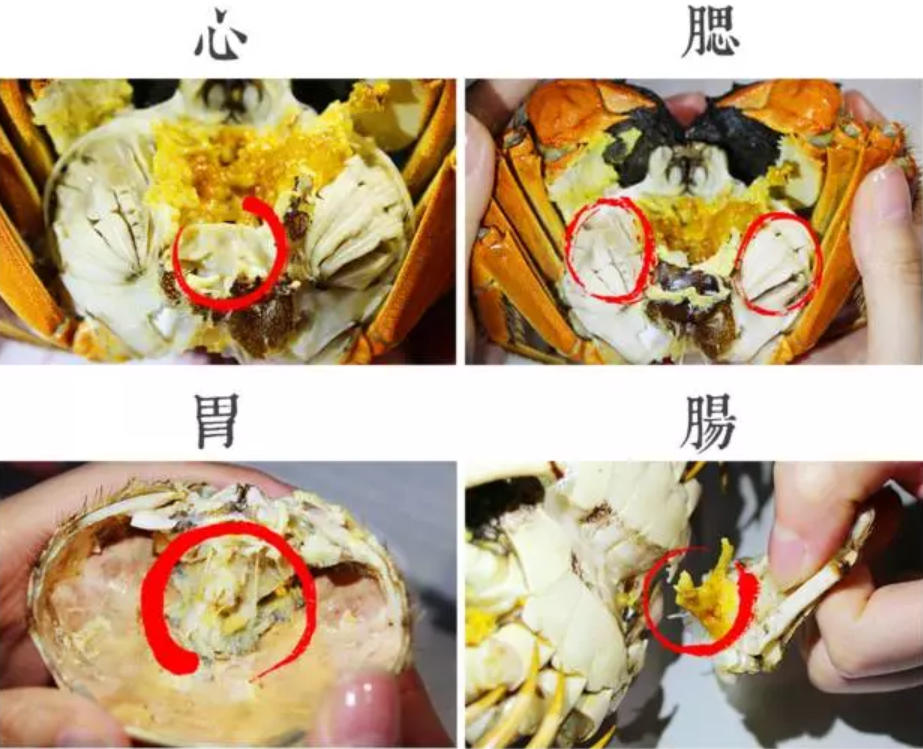 苏州阳澄湖大闸蟹官网
